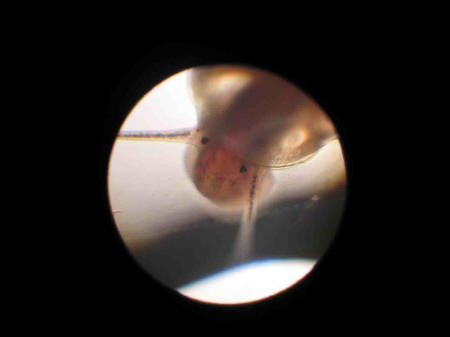 Schnecke aus Becken Bernd Lachmann 5.9.2004